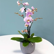 Orchid Plants